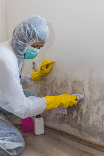 Best Mold Damage Restoration  in Amity Gardens, PA